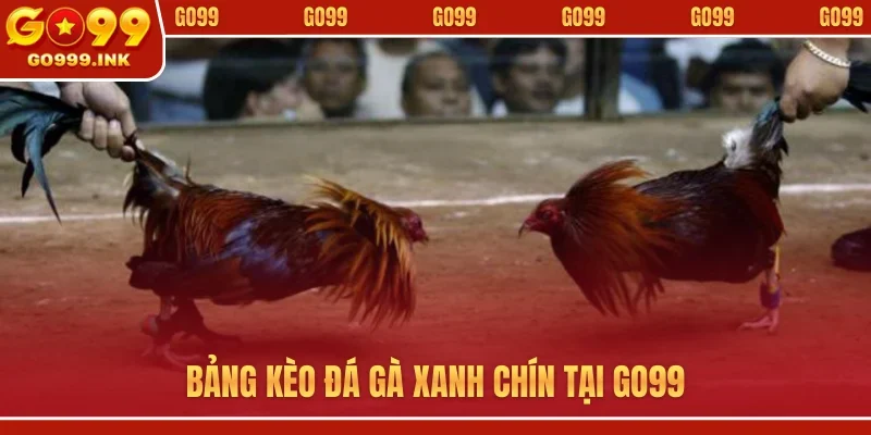 Bảng kèo đá gà xanh chín tại GO99