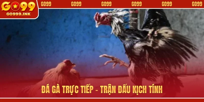 Đá gà trực tiếp